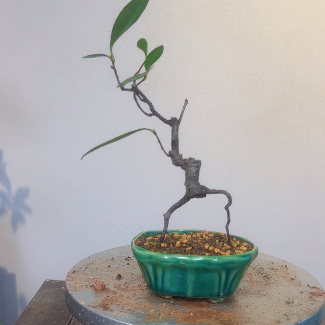 春花小品掌中宝绿植