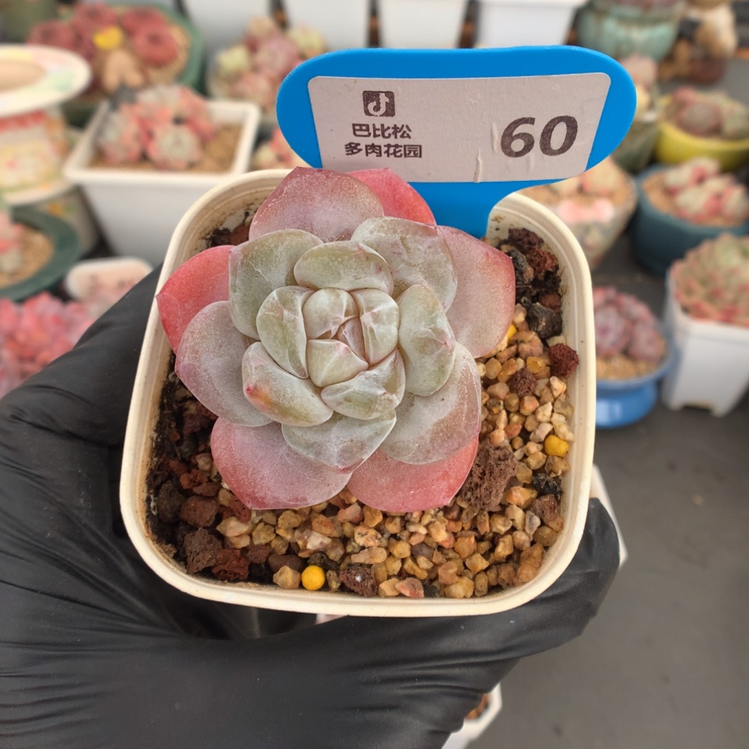 60 粉体冰玉石化多肉