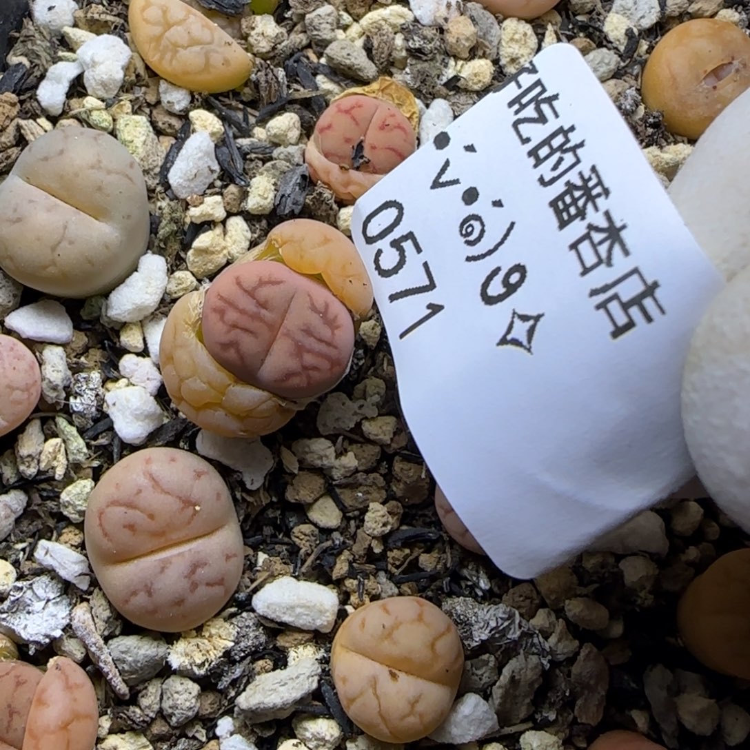 0571。女娲石。。。。。一颗。