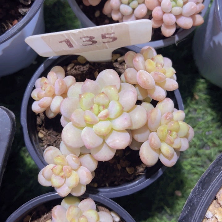 健健康康平平安安