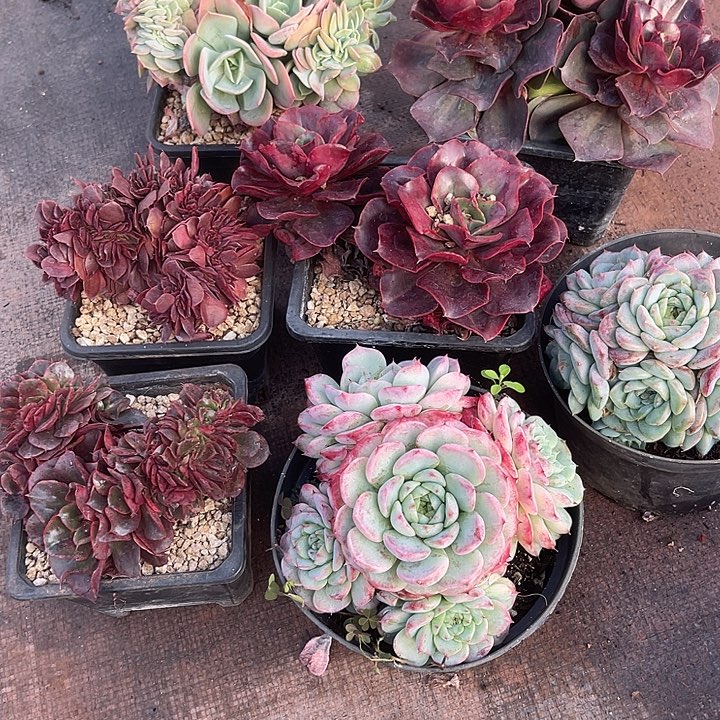 小***間两单包邮，一物一拍，7颗