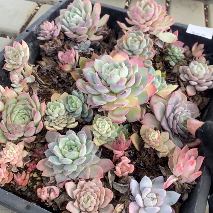 300 多肉植物盆栽花卉