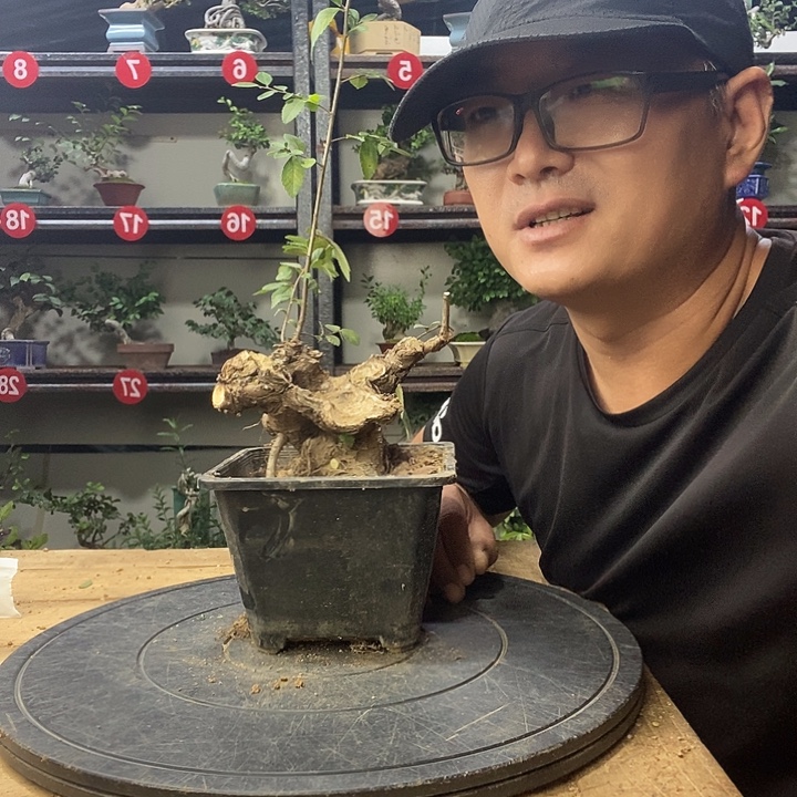 F***n无花朵小叶榔榆一个