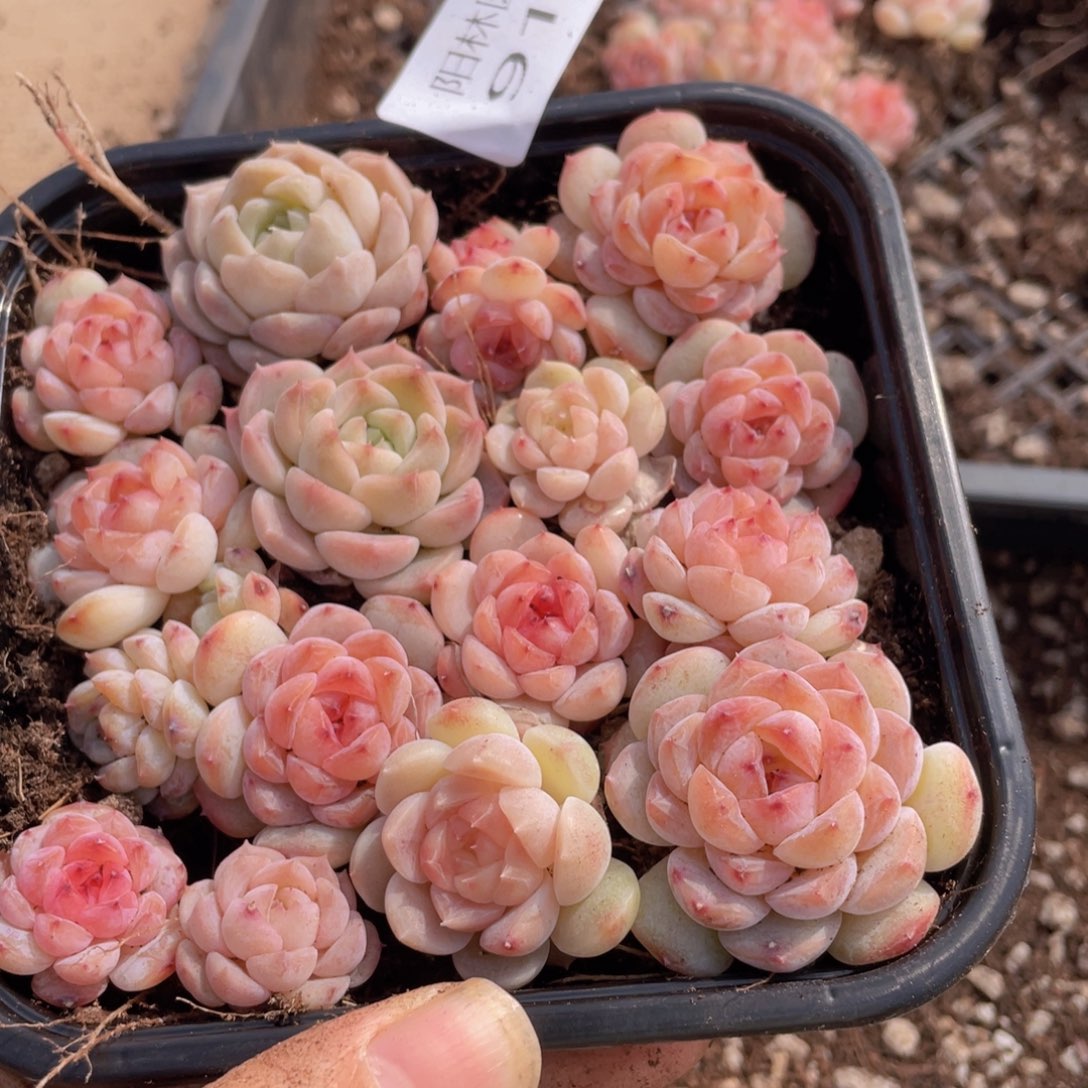 多肉植物多肉植物914