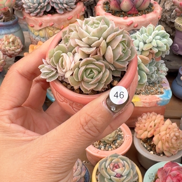 46 多肉含盆土 30元包邮 除偏远
