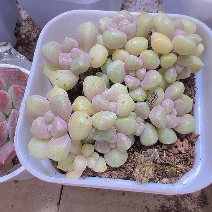 秋丽19包邮多肉植物