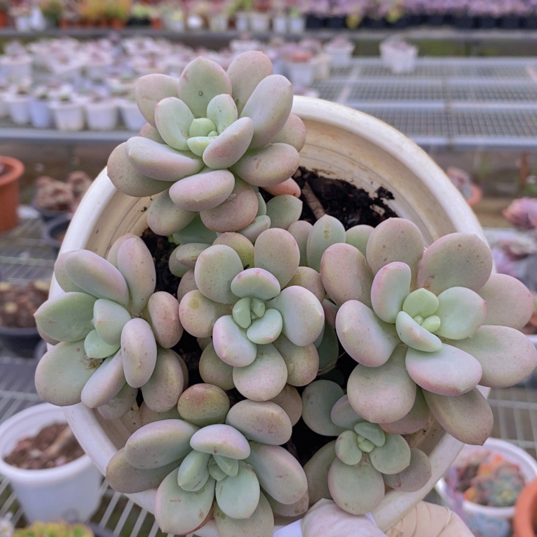 6092不知名一物一拍