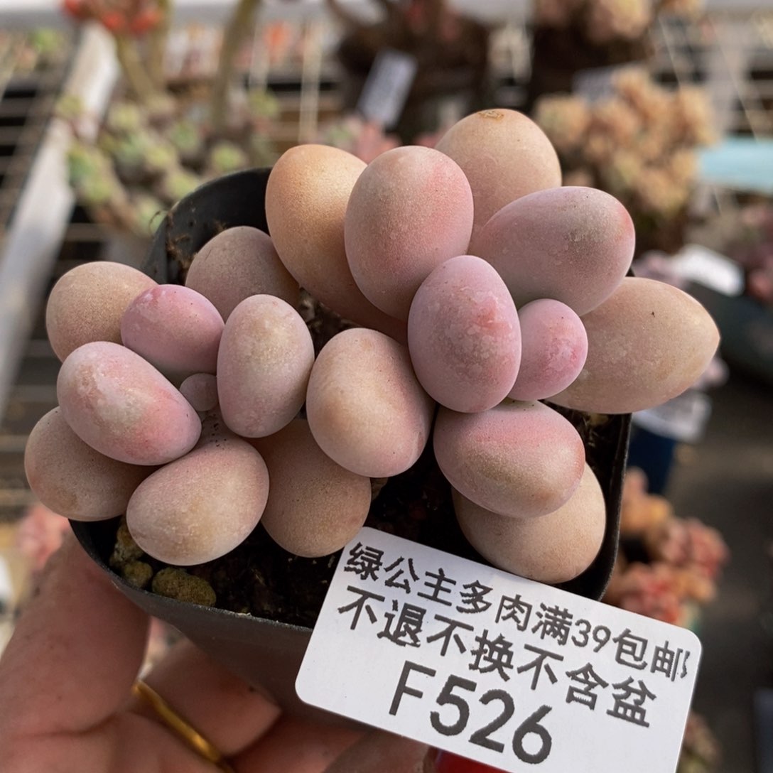 糖果桃蛋526/7c m