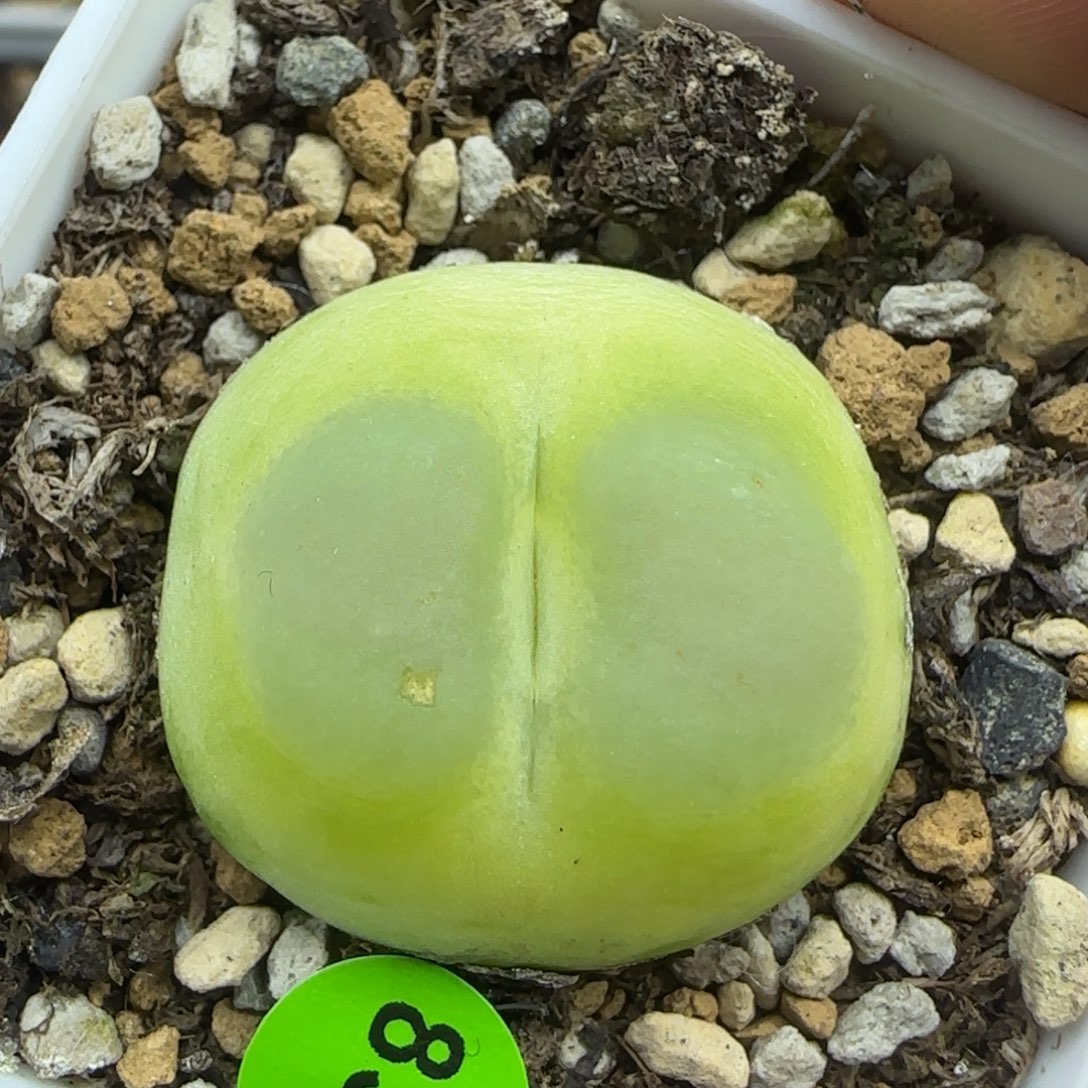 拉登2.6+点多肉小植物838