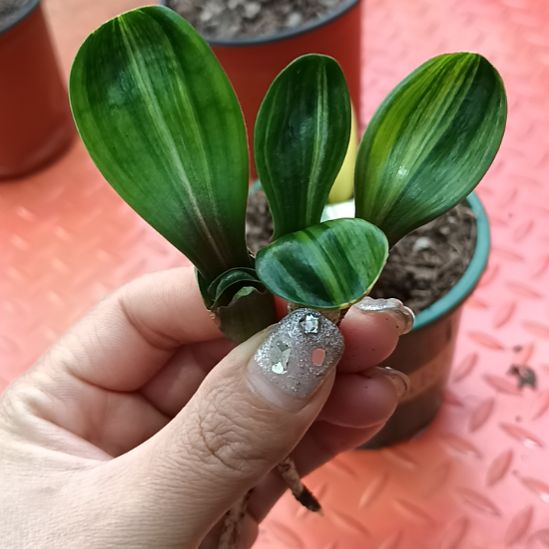 故****）特色花卉君子兰小苗