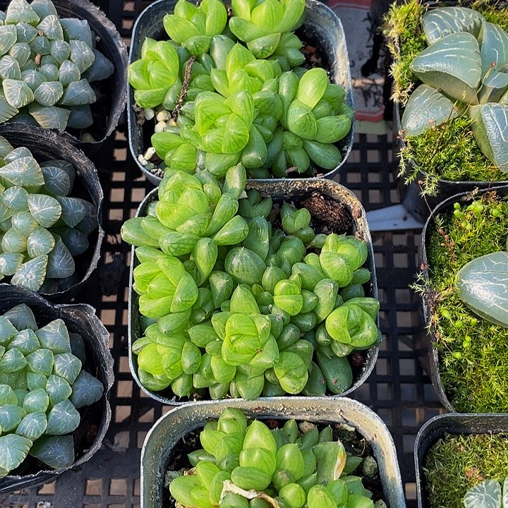 草玉露群带盆土发