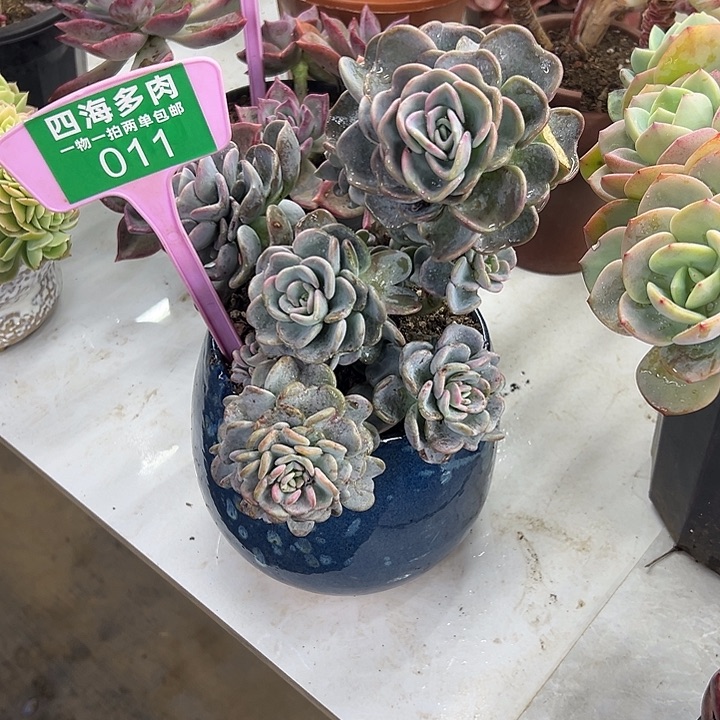 煥***美考多肉植物提取011