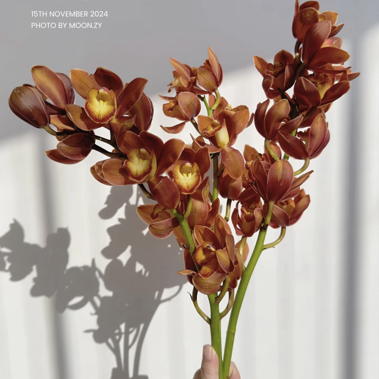 【杨鹏鲜花】复古咖 大花蕙兰 丰盈祥和 万事如意 云南鲜花包邮