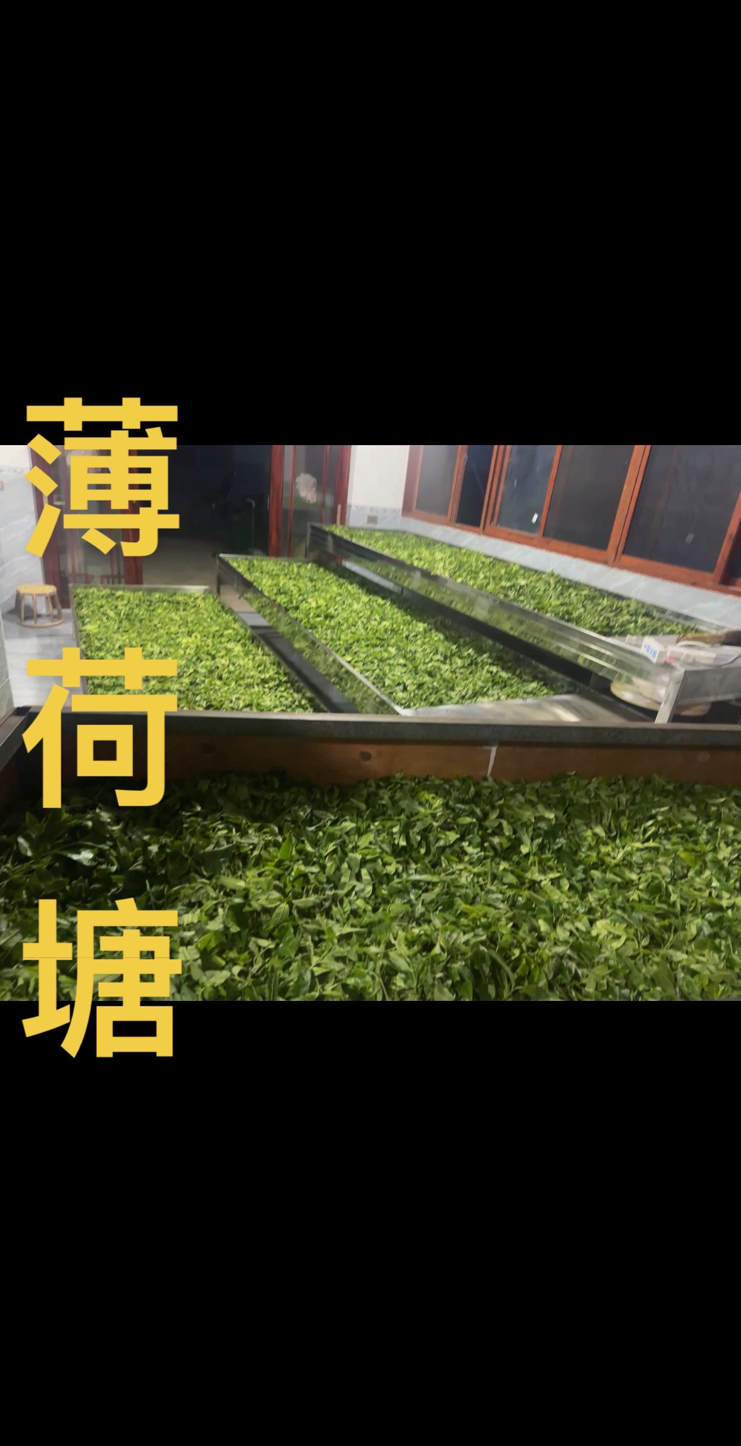 2025年头春薄荷塘三类100克带8克样品（正装打开不支持退款退货）