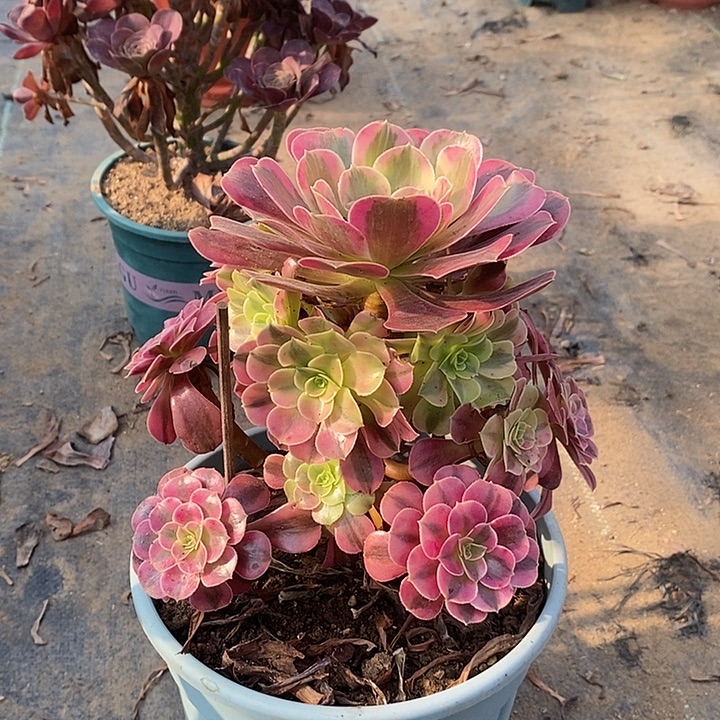 美杜莎多肉植物009