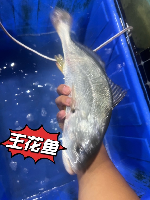 广东阳江王花鱼（1.5一1.8）