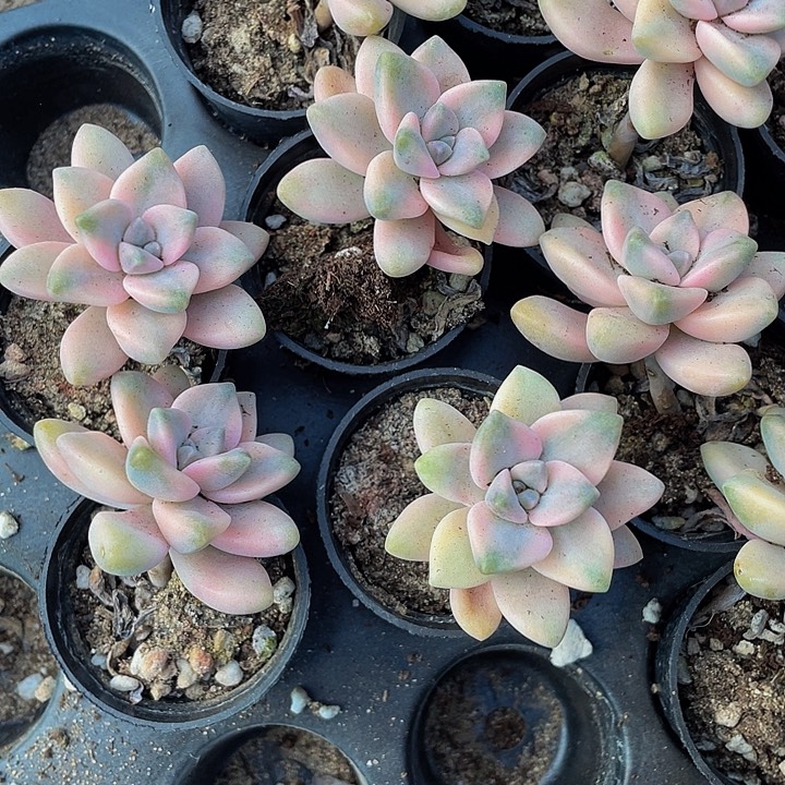 美杏锦2.8带盆土