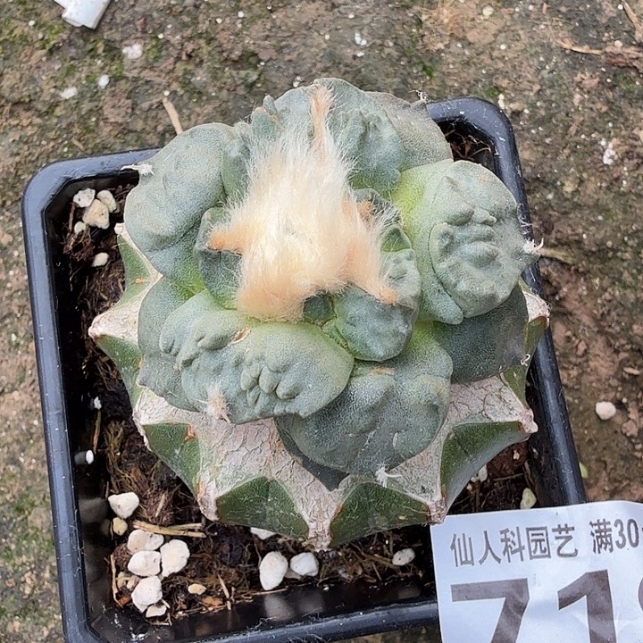 无花朵719白肌炸尤怒涛东八
