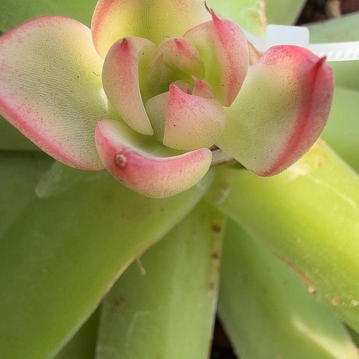 侧影锦多肉锦植物