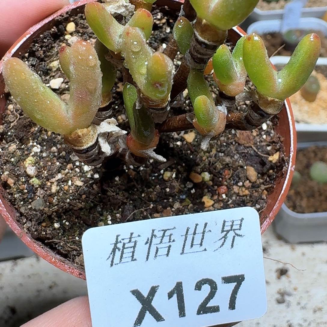 127号多肉植物哇f g