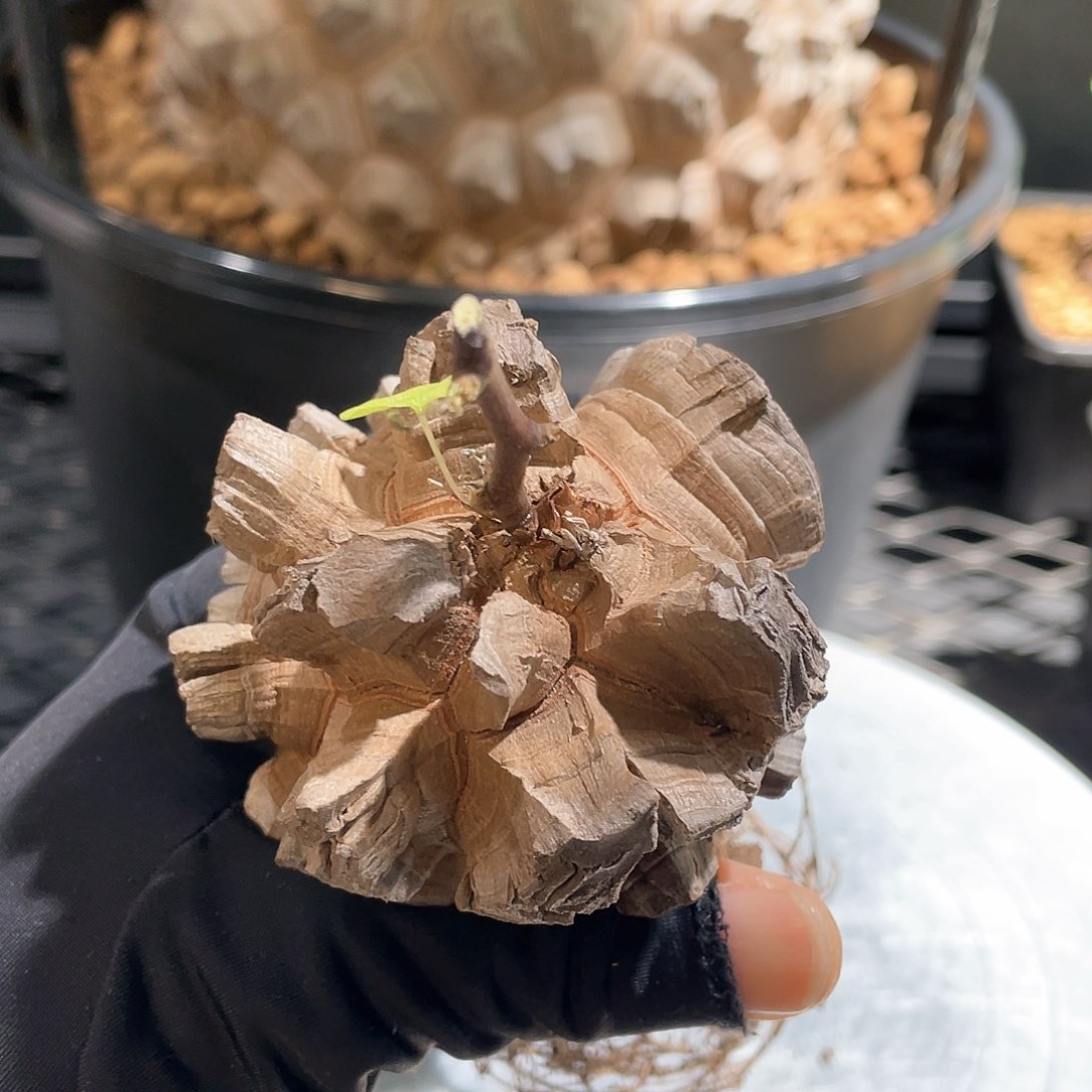 日系龟甲龙6.6公分