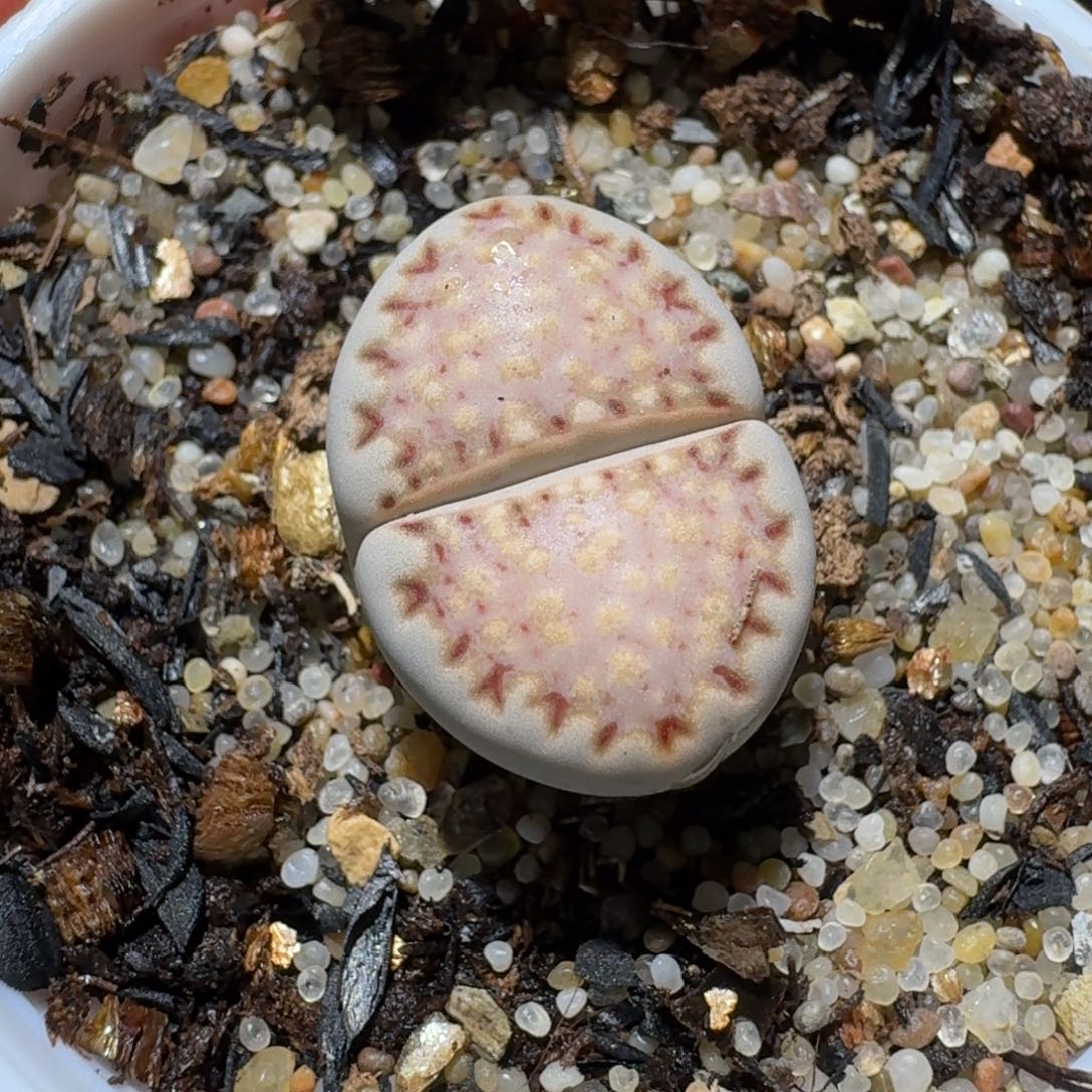 老板亏本卖高品质1028