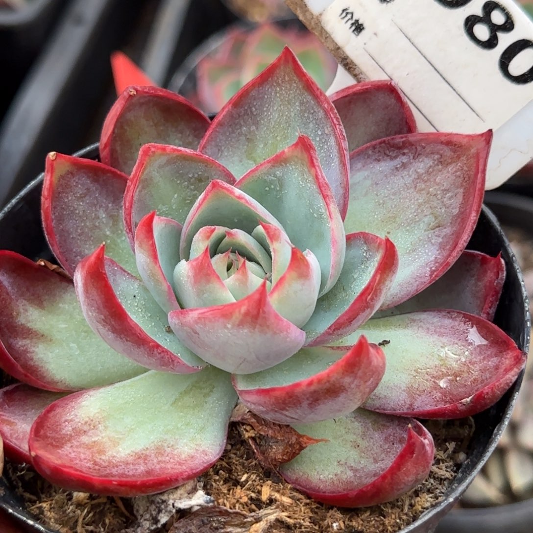 惊鸿一物一拍包装收缩花旱980