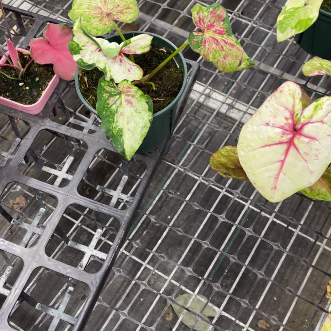 离***。无花朵                 253阿松凯不包售后