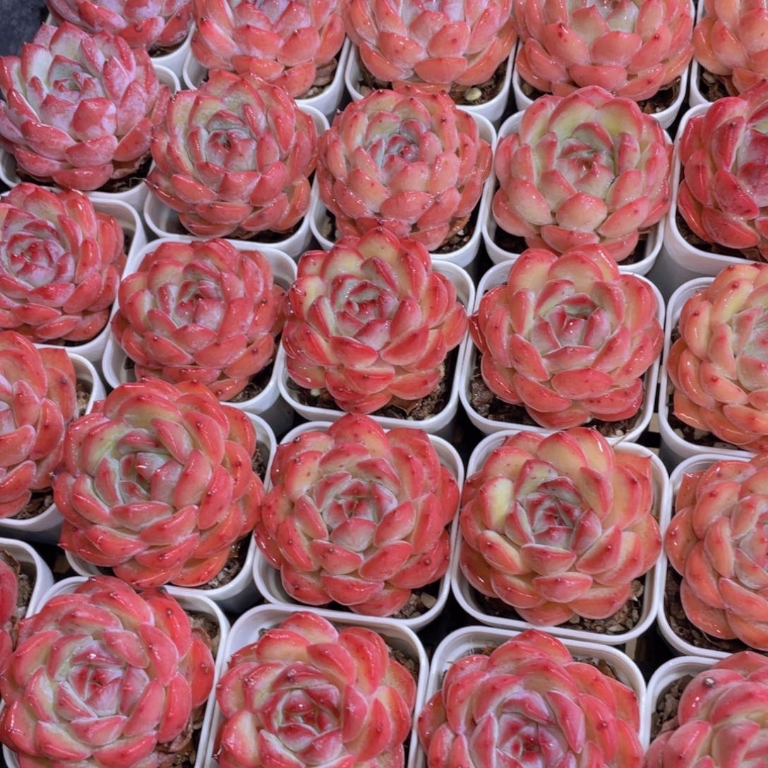 量拍8号 全状态草莓杏仁单头一个