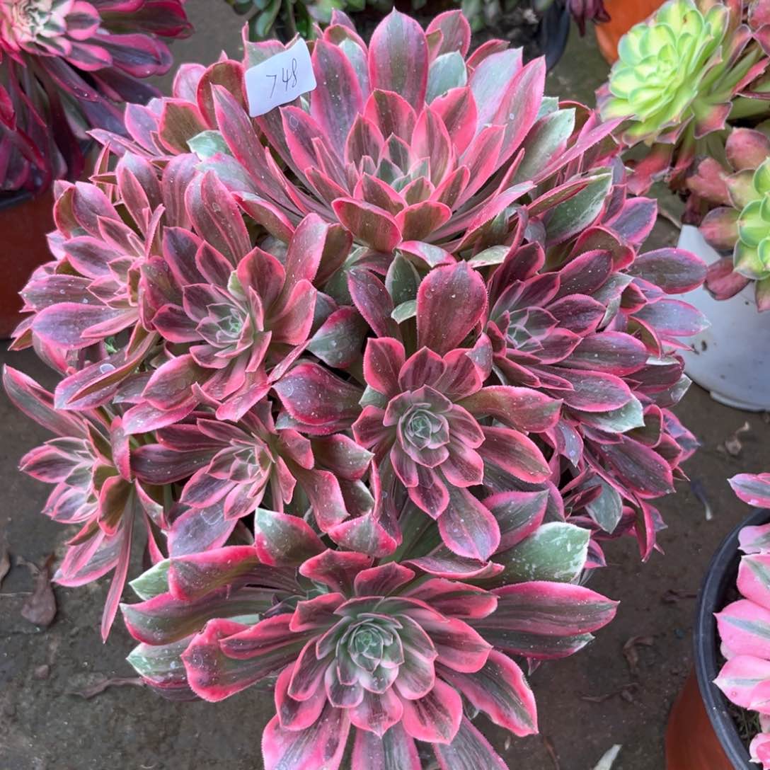 多肉植物浣纱748