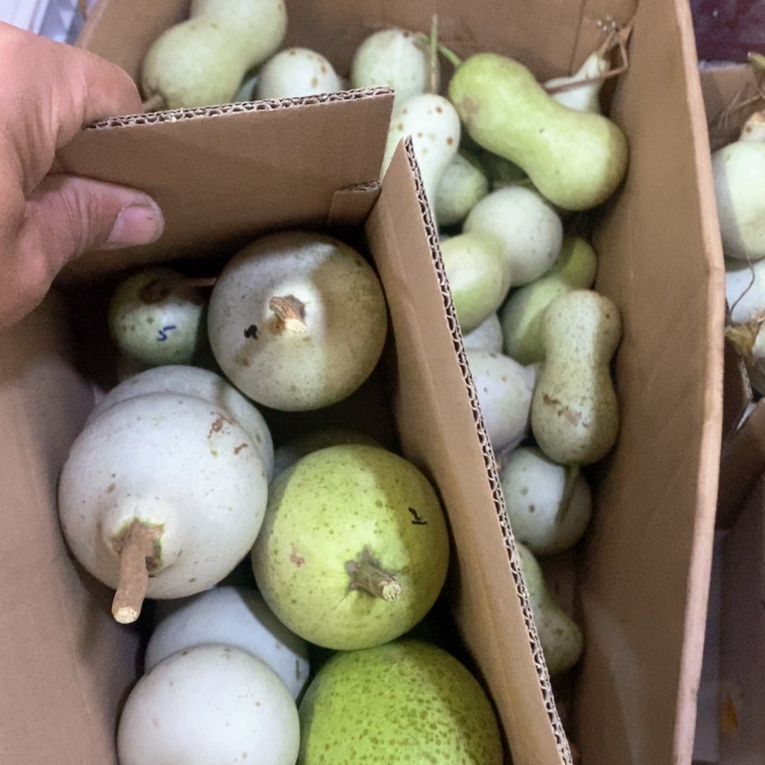 大*文玩葫芦青皮葫芦