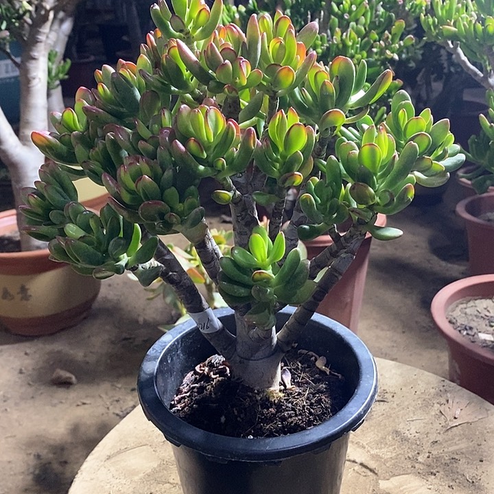 花*29招财猫一物一拍