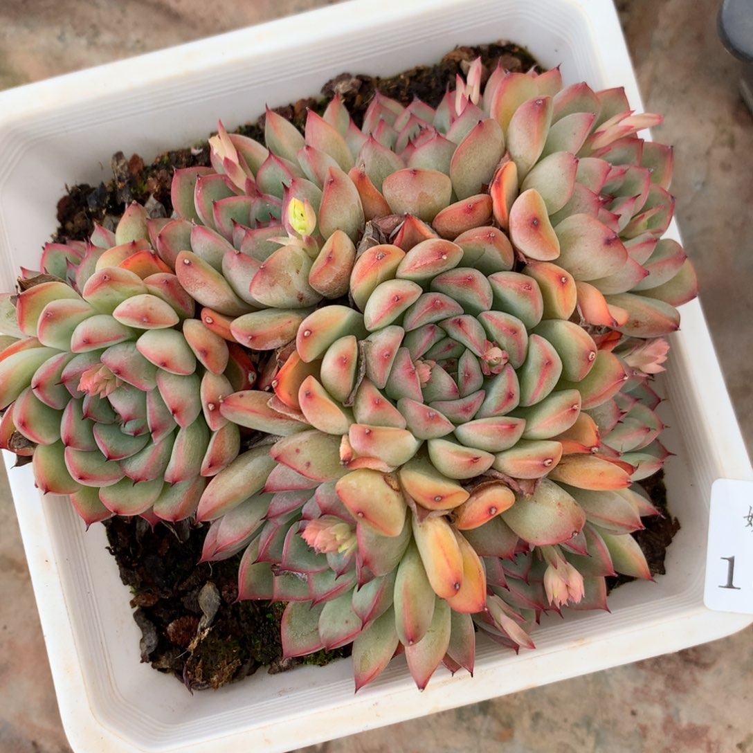 1375杂交精品基地12厘米