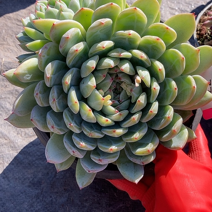 77 一物一拍不退不换