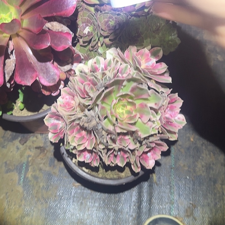 多肉法师不包侧枝126