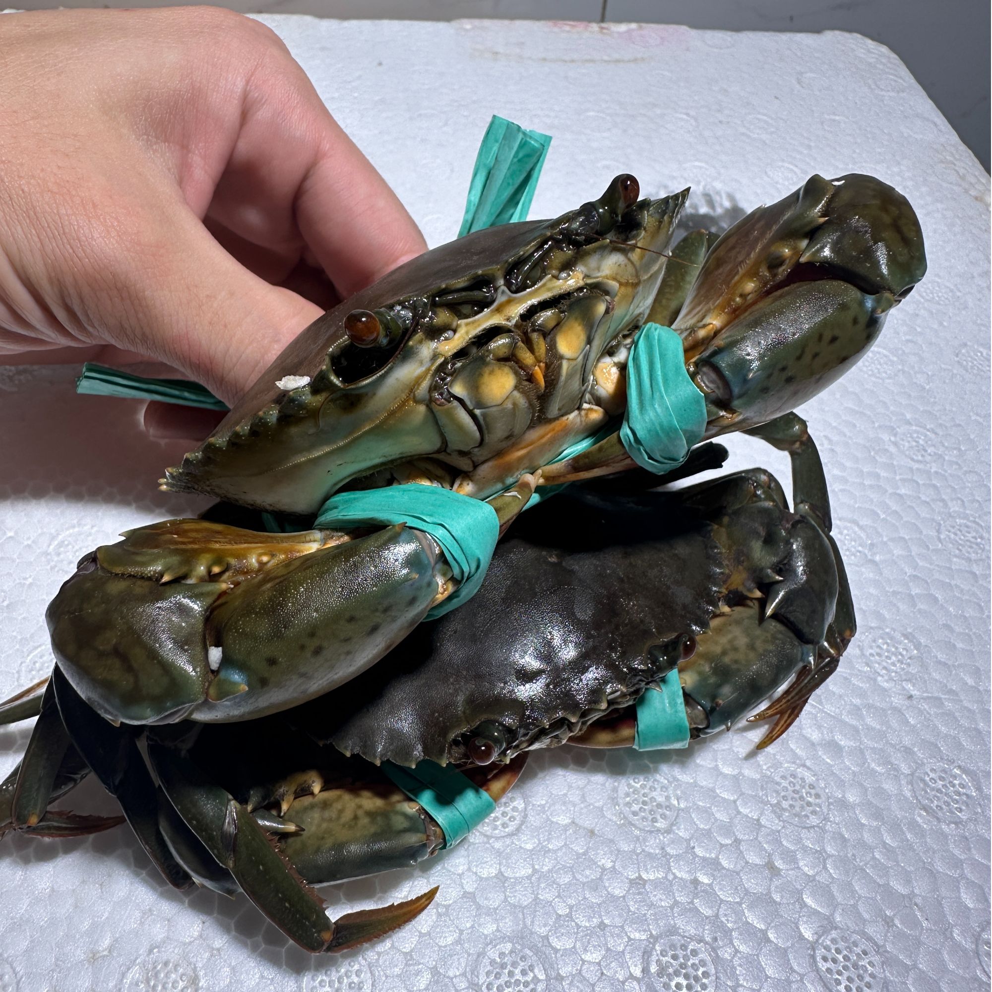 海捕鲜活青蟹每只100-140g公母随机顺丰活发