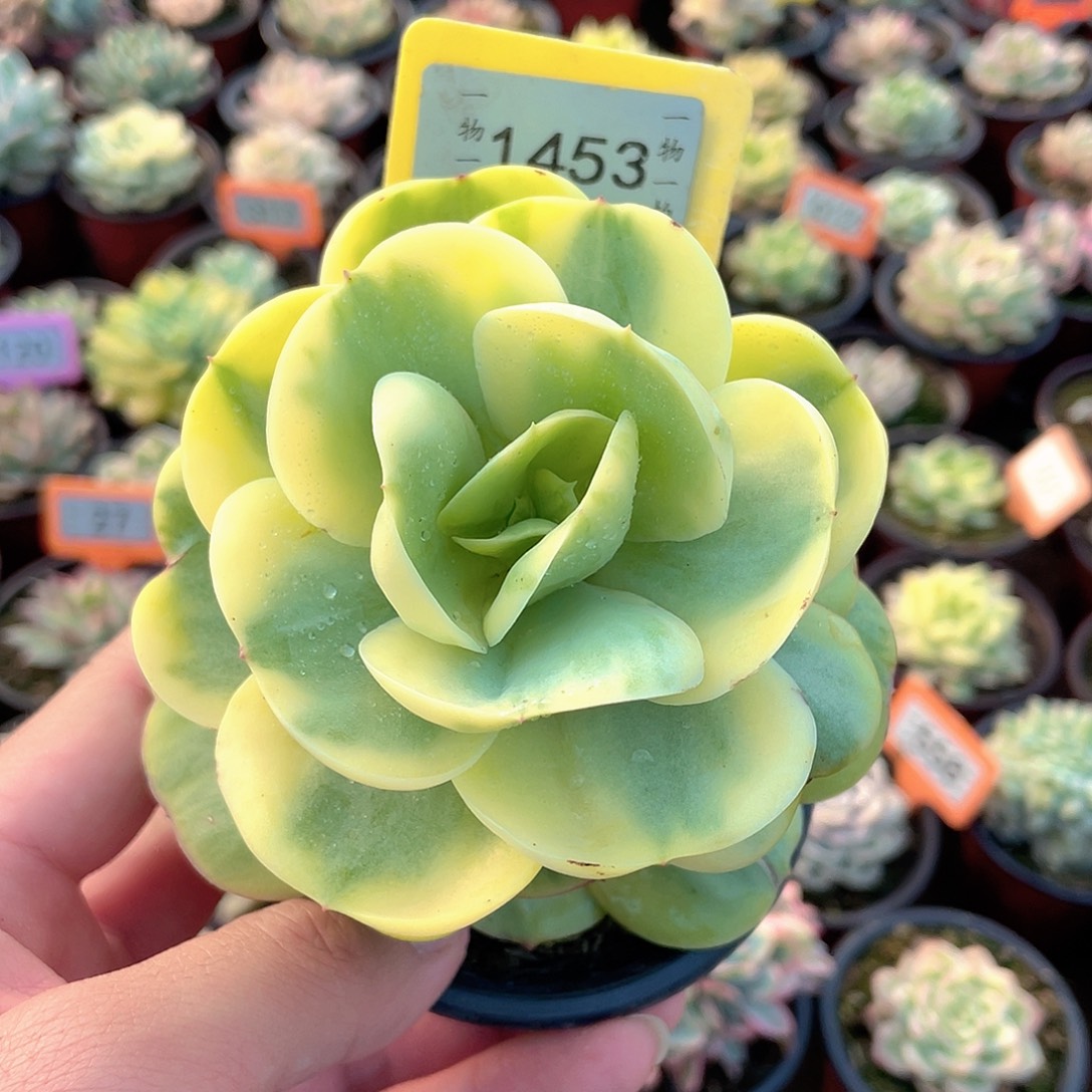 碧桃锦1453号多肉