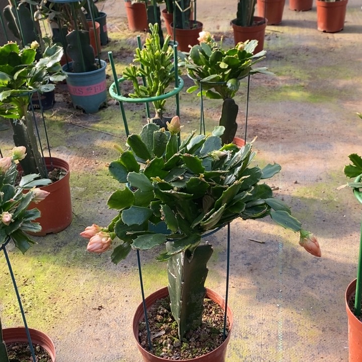 大部分花苞少量开放343嫁接043