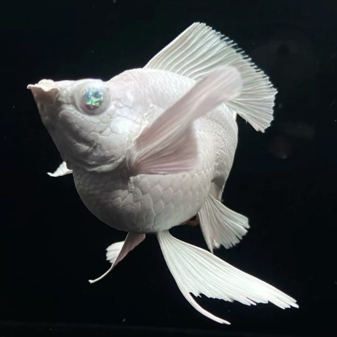 钻石眼玛丽球鱼钻石眼瓷白玛丽 钻石眼水墨画玛丽 钻石眼奶牛玛丽