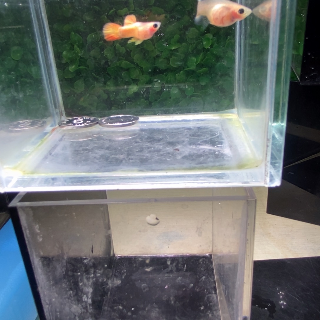 孔雀鱼黄金玻璃猫韵母一对