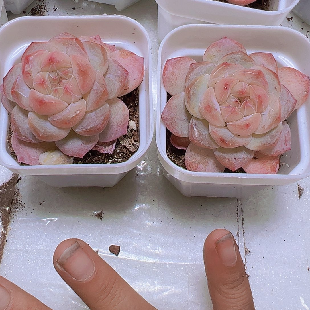 黛玉冰魄19包邮多肉植物