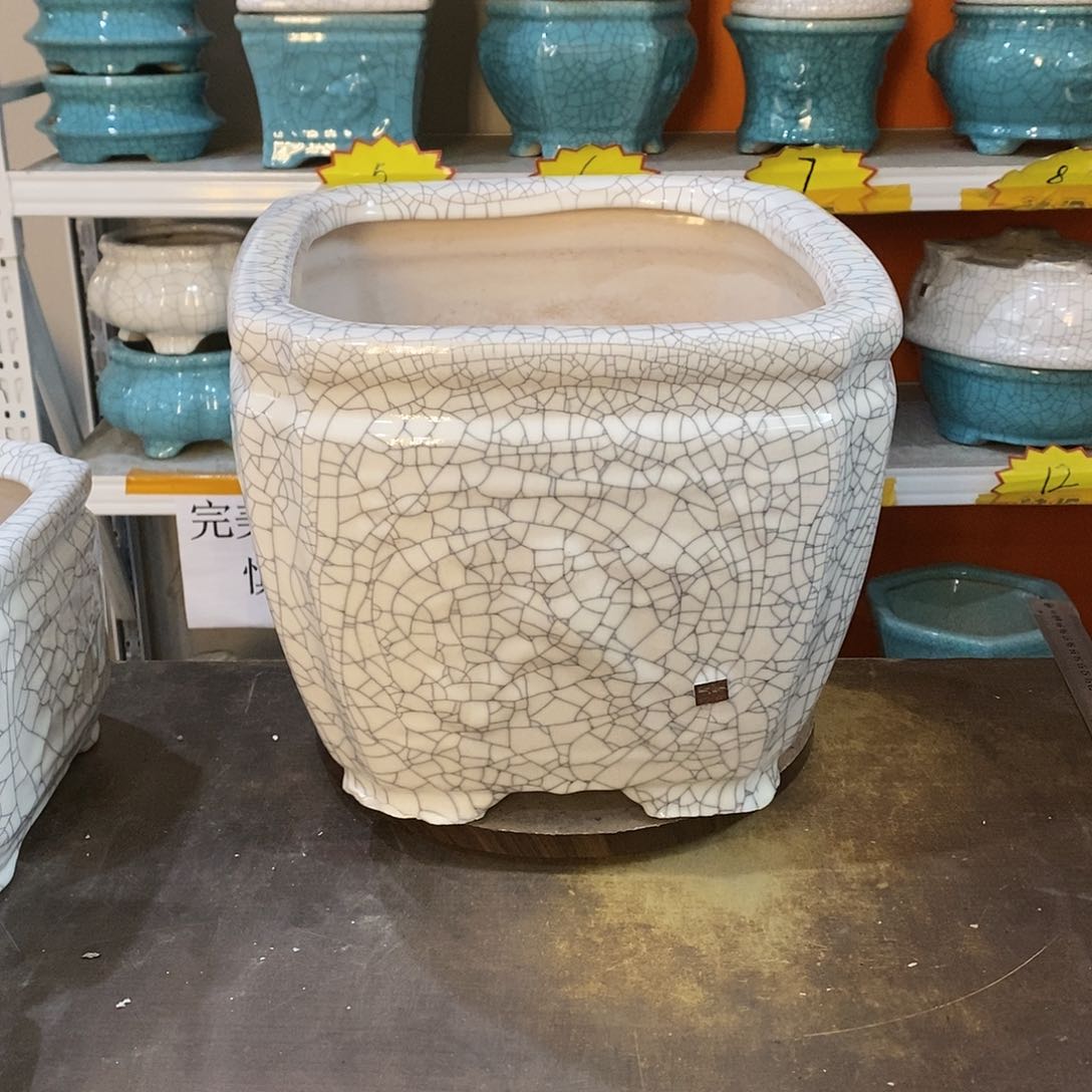 顺*哥花盆里的小猫咪