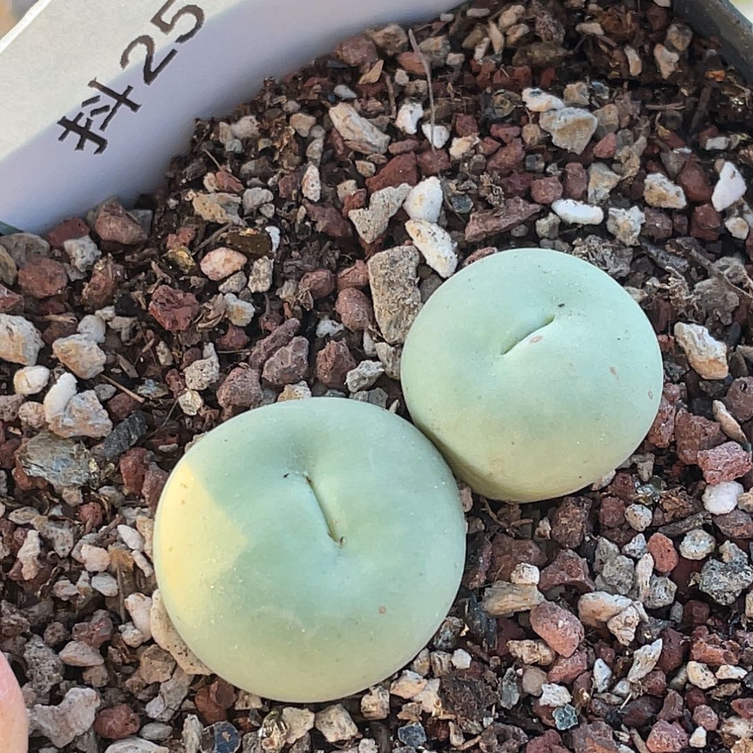 25-112嘴多肉植物肉锥