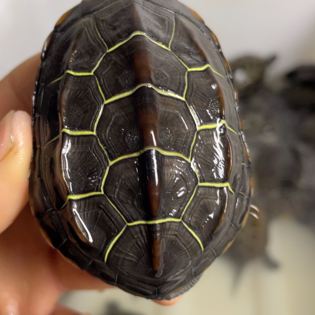 苏北金线冷水草龟