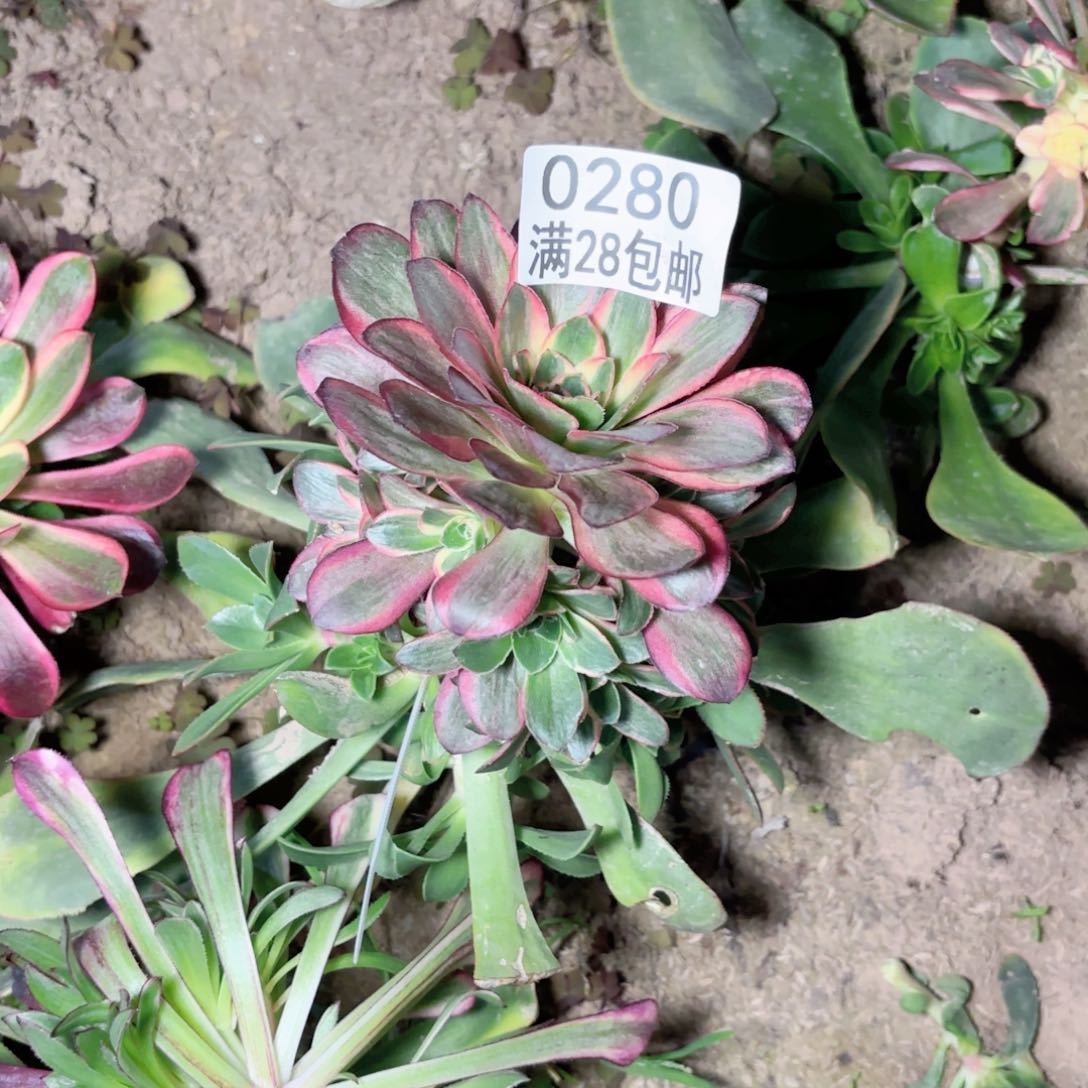 B. 0280。玫瑰锦多肉