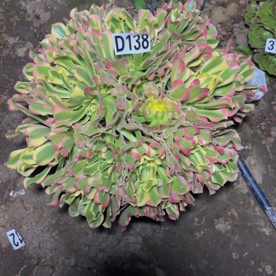 白凤法师26///15包邮