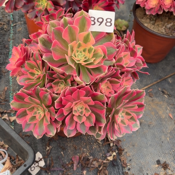 粉女巫多肉植物不包损898