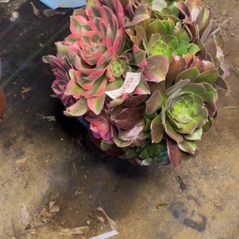 阴阳多肉植物5583