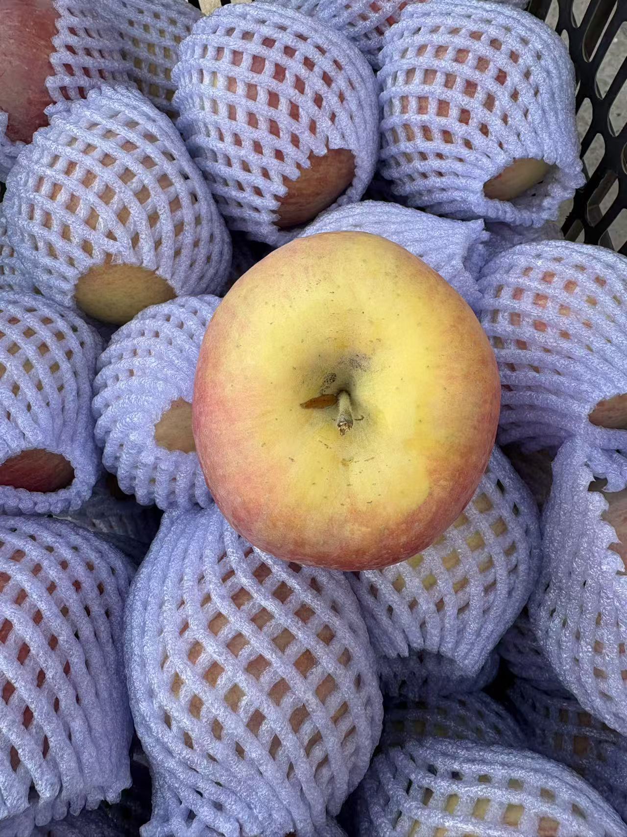 【光果高次】 新疆阿克苏红旗坡冰糖心苹果  不打蜡不催熟 产地直发