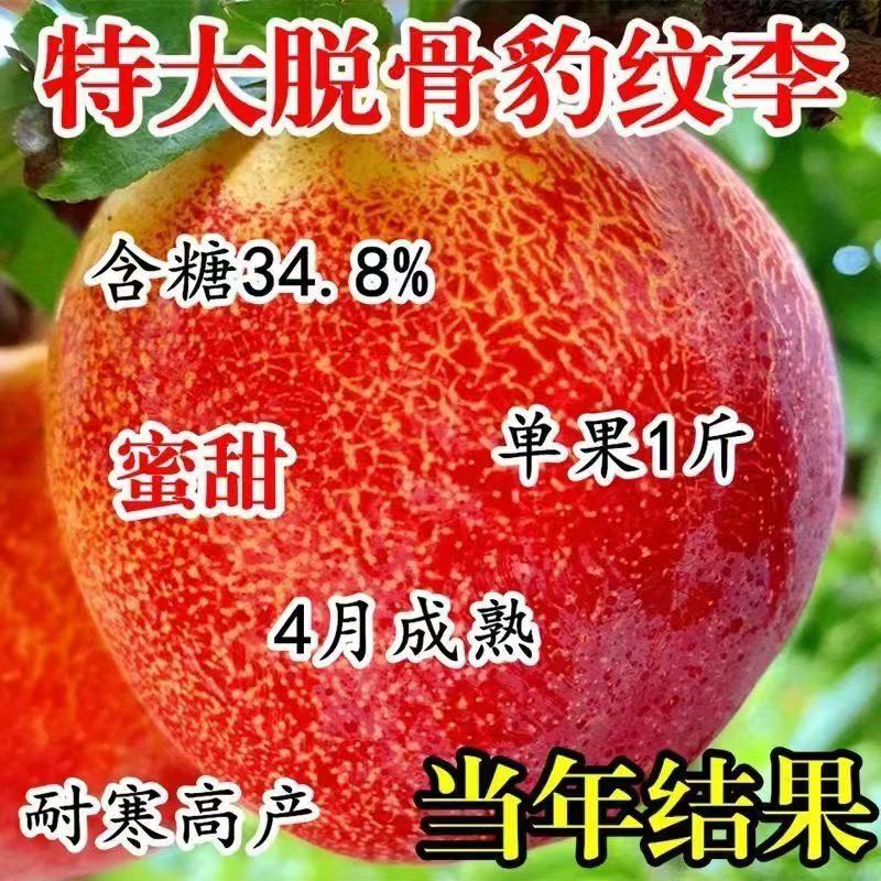 正宗脱骨豹纹李子树苗果树苗盆栽蜂糖李南北方种植水果树苗地载苗